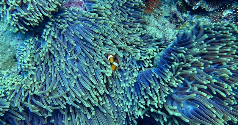 Biodiversité marine et conservation : le nouveau critère de choix